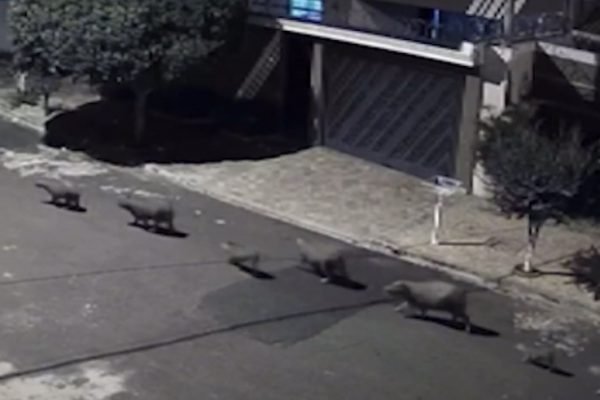 Capivara é flagrada correndo na rua em bairro da zona Oeste de Franca; VÍDEO