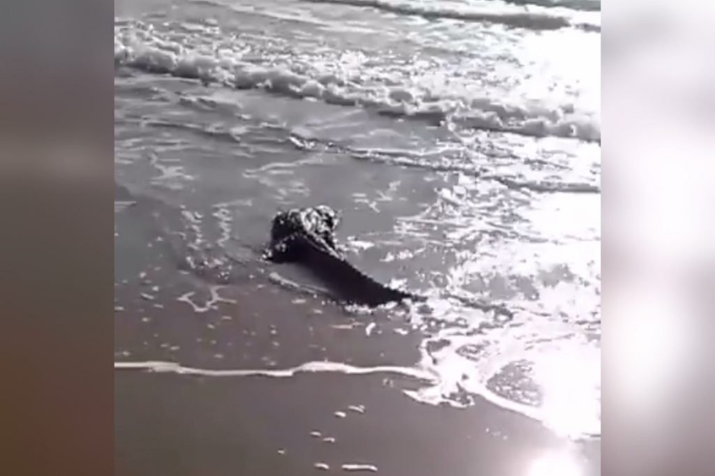 Vídeo mostra Jacaré em praia de Búzios e surpreende banhistas no RJ 1