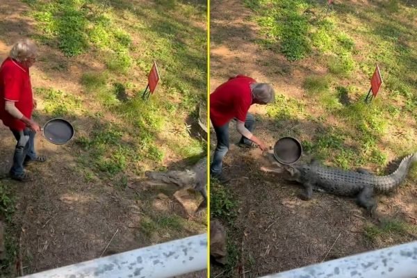 Em vídeo, homem idoso australiano tenta afastar crocodilo com uma frigideira no meio de uma área de grama - Metrópoles
