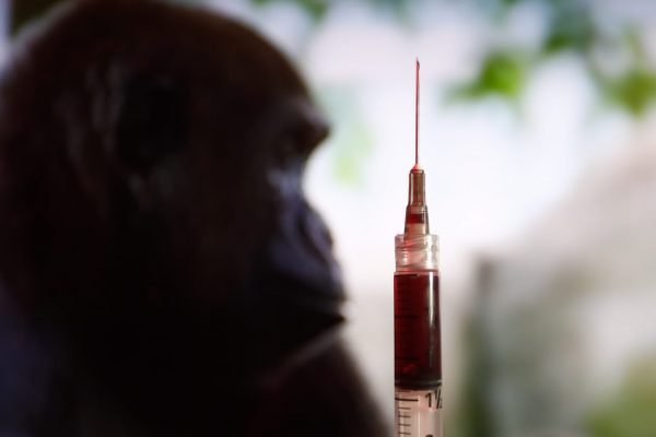 Dupla exposição de imagem de macaco prego e tubos de ensaio sinalizando resultado positivo para varíola dos macacos