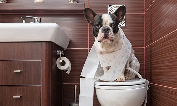 Cachorro em cima do vaso sanitário
