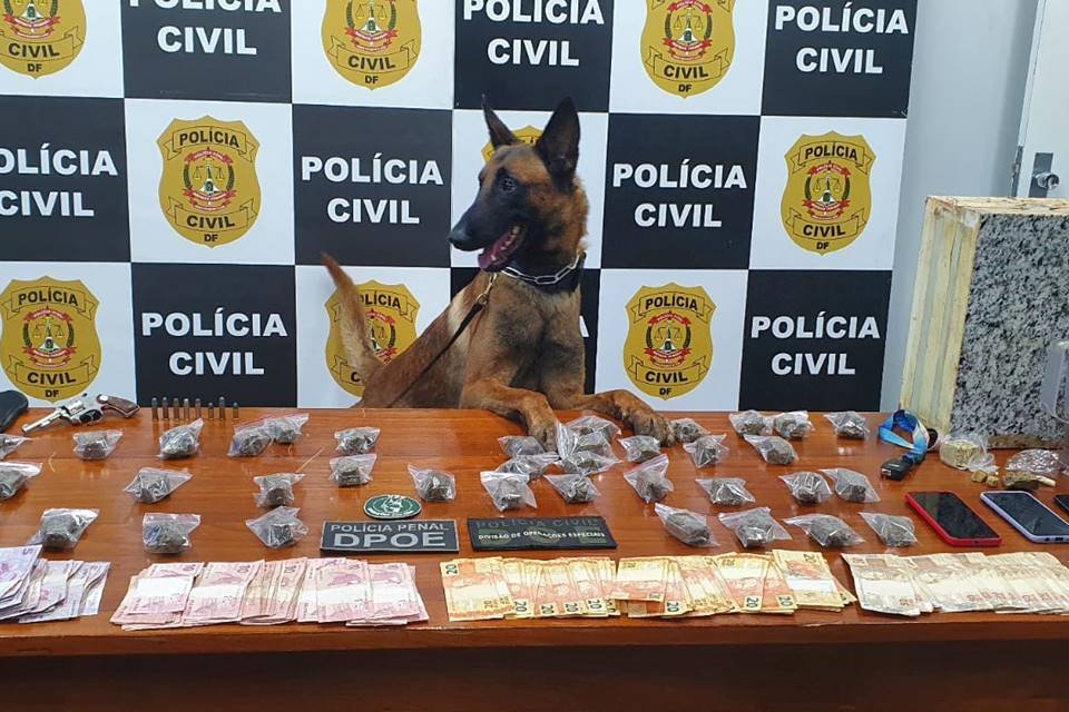 Cão policial - Metrópoles