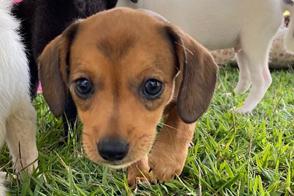 Filhotinho de cachorro marrom olha para a câmera enquanto caminha pela grama perto de outros animais - Metrópoles