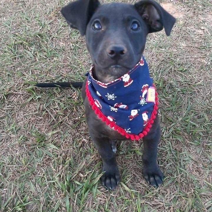cachorro com roupa