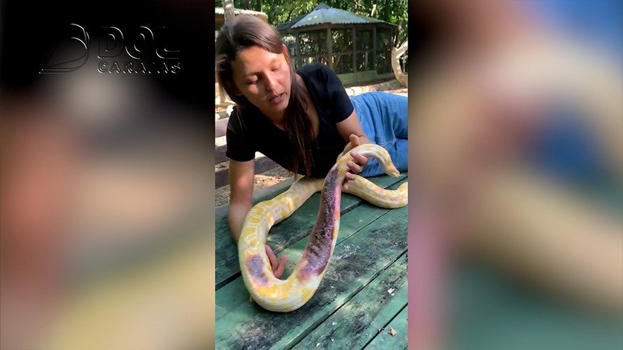 Serpente píton é retirada do Parque Nacional da Tijuca, no Rio