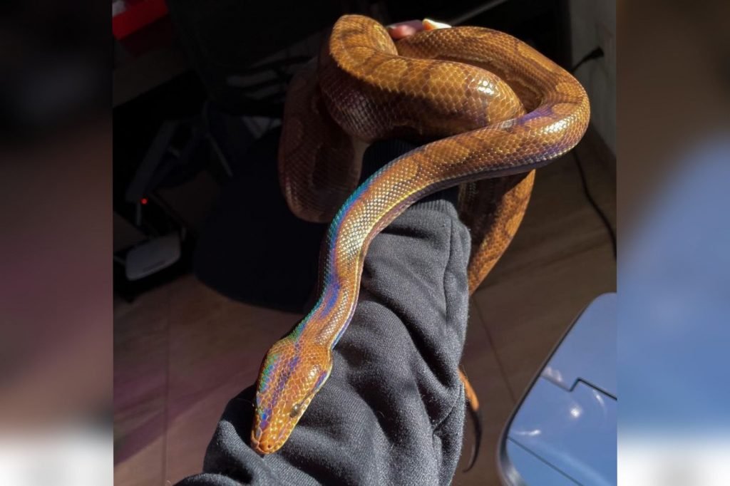 Cobra fugiu de apartamento em SP