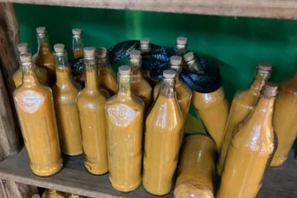 Comerciante se surpreende ao se deparar com cobra enrolada a garrafas de açafrão em Catalão, Goiás