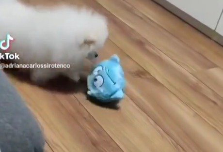 Cachorro com o brinquedo que vibra