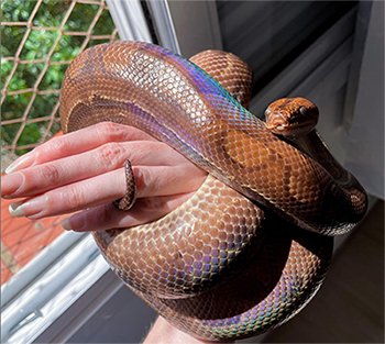 Sylas, jiboia SP