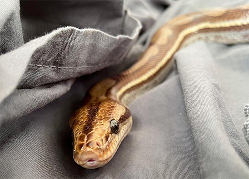 Sylas, jiboia SP