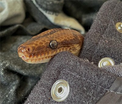 Sylas, jiboia SP