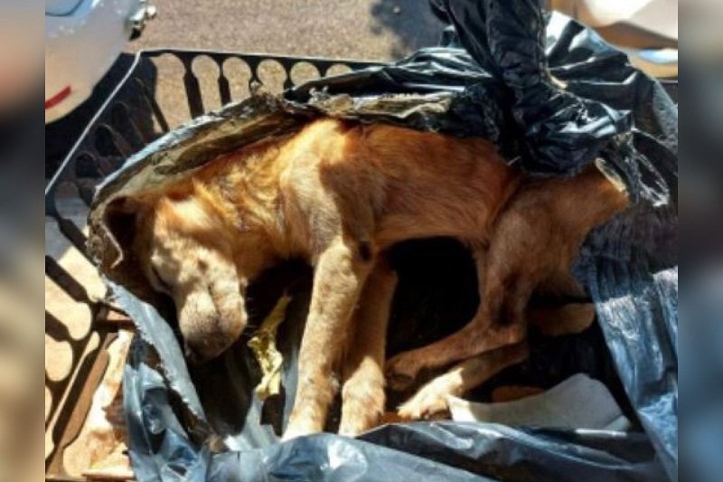 Cachorro é ferido a golpes de martelo e idoso é multado em 3 mil SP