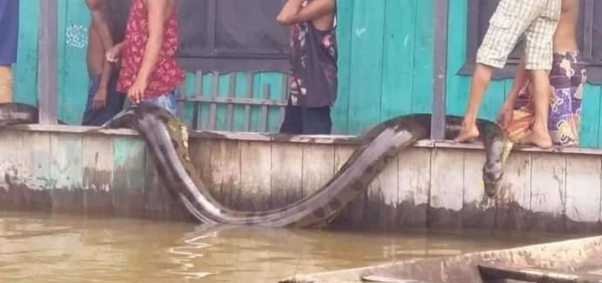 Cobra gigante que viralizou em vídeo pode ser real, mas não é encontrada no  Brasil