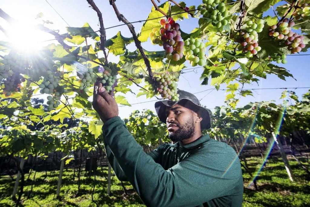 Na foto, um produtor da vinícola segura cacho de uva no meio do Lago Norte lança vinho natural feito no DF - Metrópoles