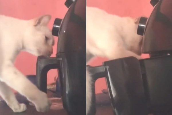 Vídeo: gatinho "ladrão de air frayer" faz sucesso na web