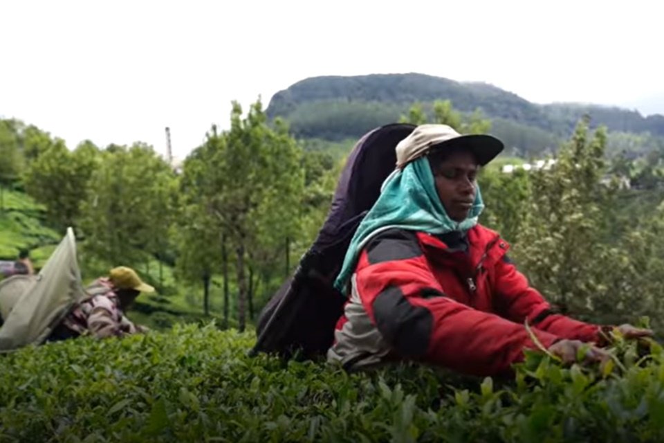 Folhas de chá são colhidas no Sri Lanka