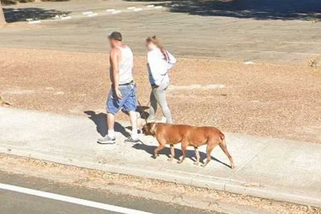 Bug? Cachorro de 6 patas é flagrado no Google Maps e intriga a web |  Metrópoles