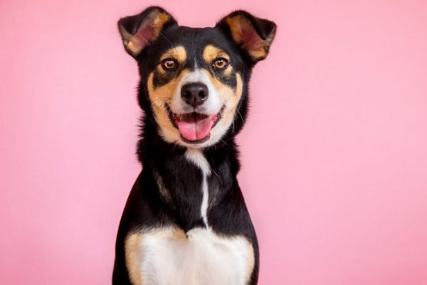 Cachorro com língua para fora em fundo rosa
