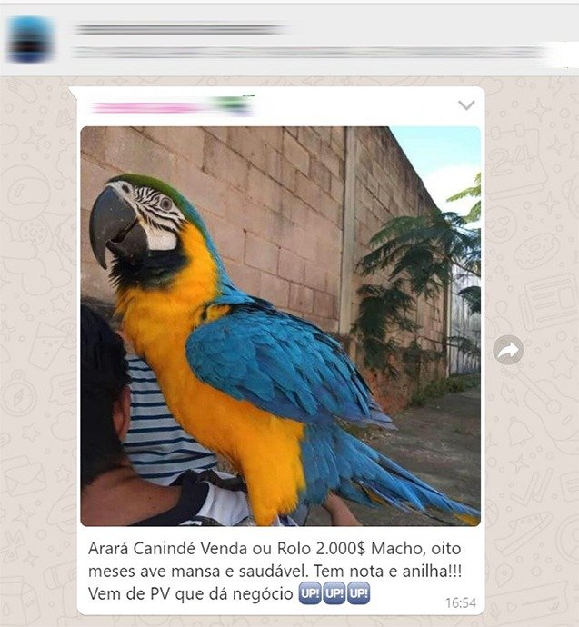 r petropolitano ameaça animais e vídeos viralizam na