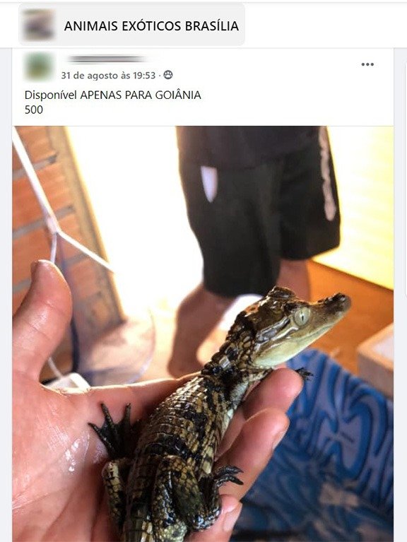 Facebook é multado em R$ 10 milhões por venda de animais silvestres
