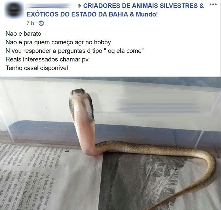 Facebook é multado em R$ 10 milhões por venda de animais silvestres