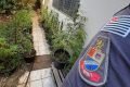pés maconha campinas sao paulo (1)