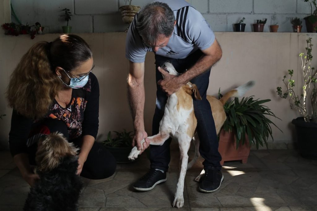 A cadela Mel está com coceira e alergia na pele
