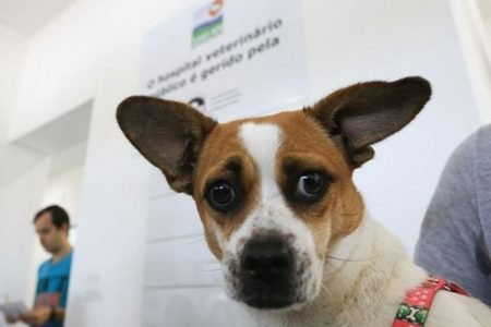 Foto de um cachorro em frente a um panfleto