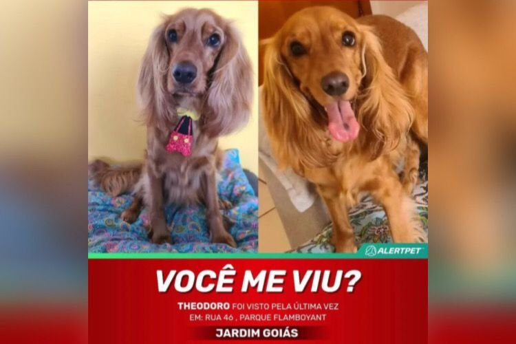 namorado suspeito matar cachorro goiania (5)