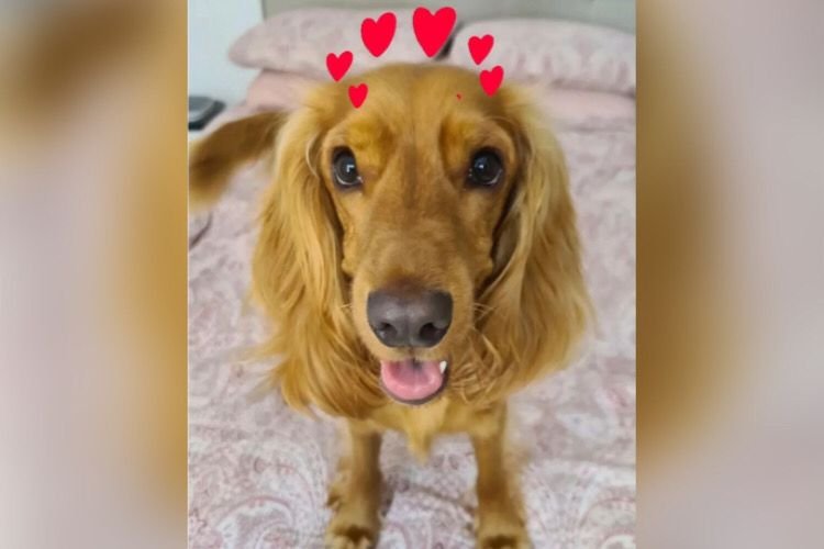 namorado suspeito matar cachorro goiania (5)