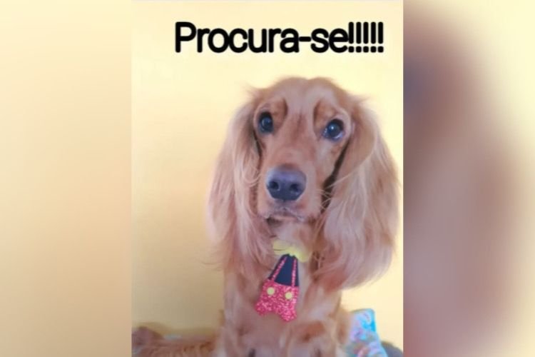 namorado suspeito matar cachorro goiania (5)