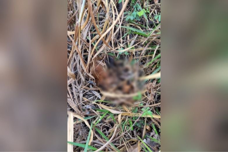 namorado suspeito matar cachorro goiania (5)