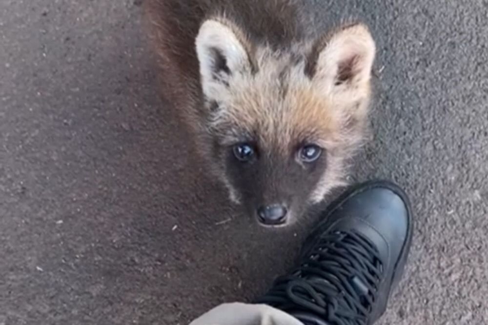 Filhote de lobo-guará, cuja mãe foi atropelada, é resgatado por bombeiros. Na foto ele olha para cima, próximo ao pé de quem o fotografa - Metrópoles