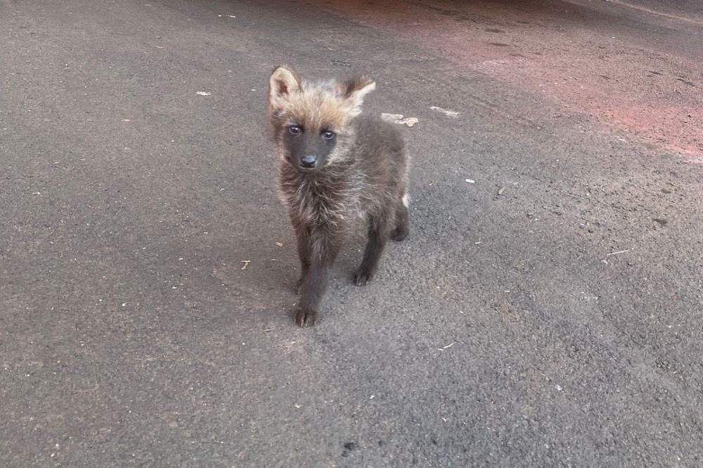 lobo guara resgate orfao mae atropelada goias (2)