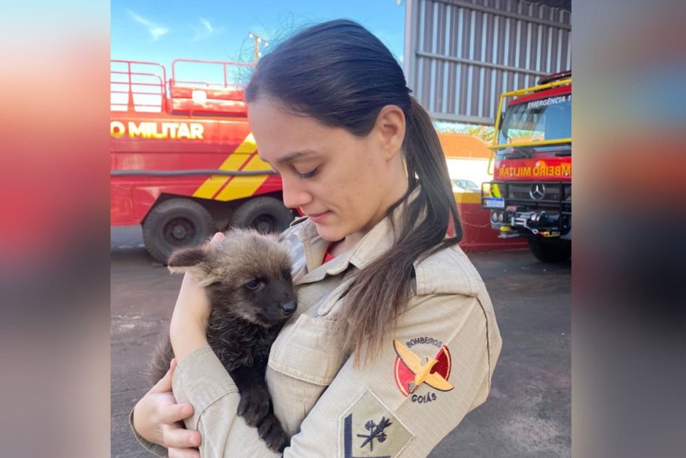 Vídeo: bombeiros resgatam bebê lobo-guará cuja mãe morreu atropelada