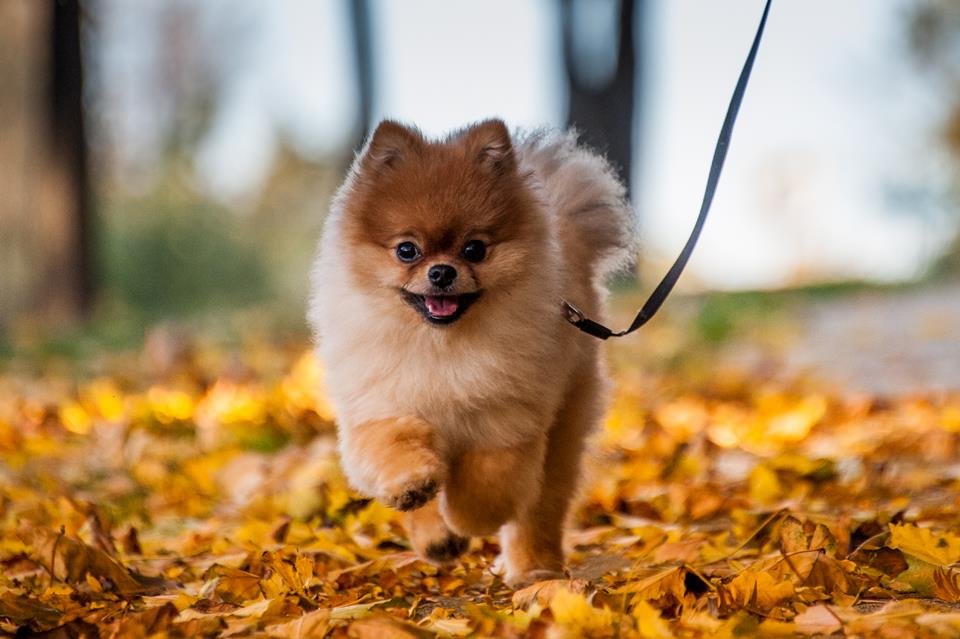 cachorro fofo