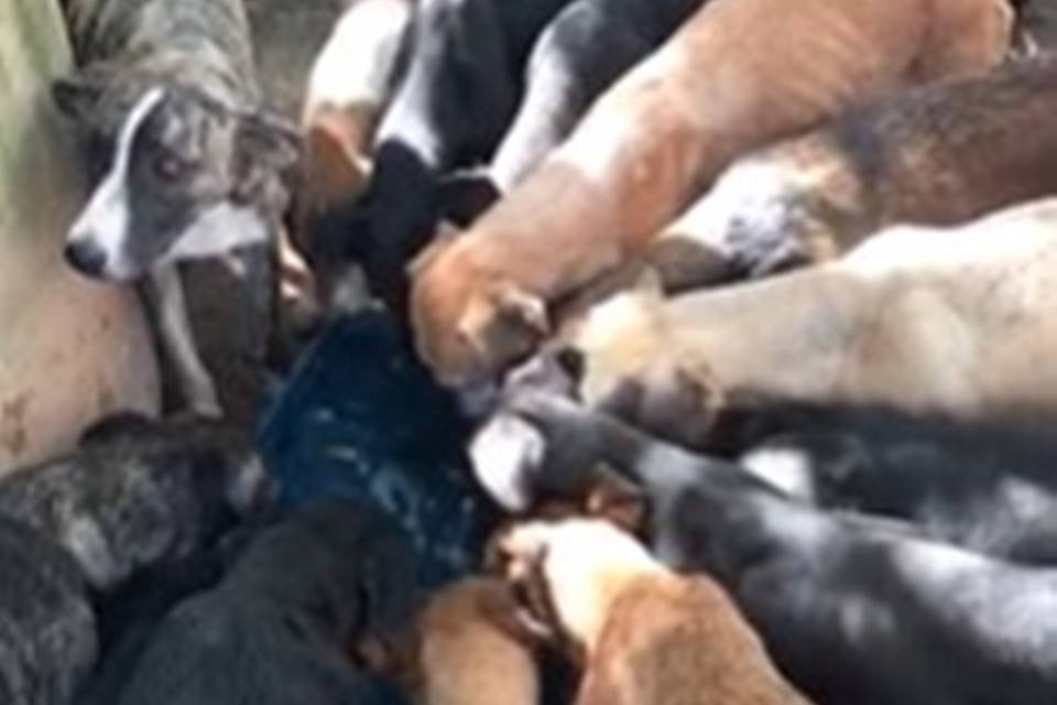 Cães resgatados - Metrópoles
