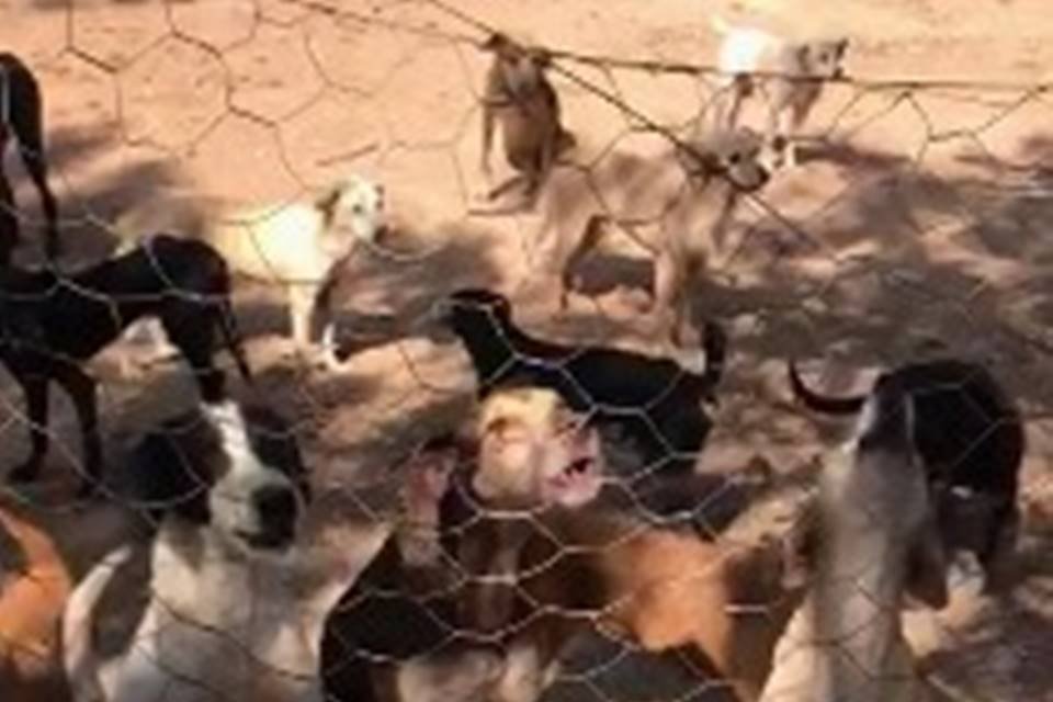 Cachorros resgatados - Metrópoles