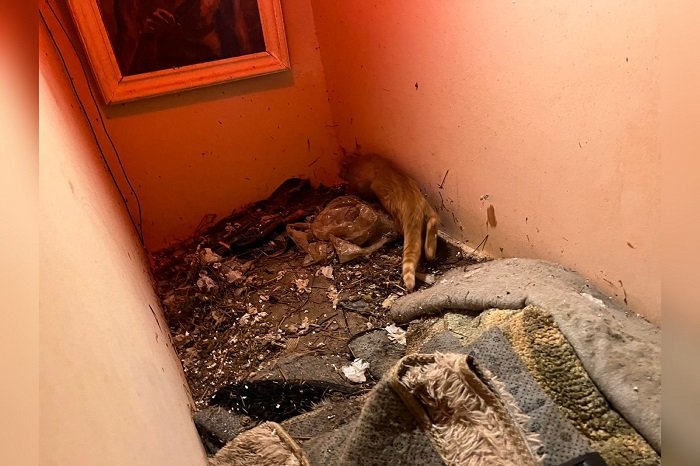 operação resgata 60 gatos e prende mulher em cobertura na zona sul do Rio