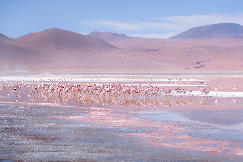 Flamingos integram a paisagem do Salar de Uyuni, na Bolívia
