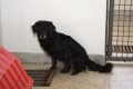 Cachorro preto peludo em canil