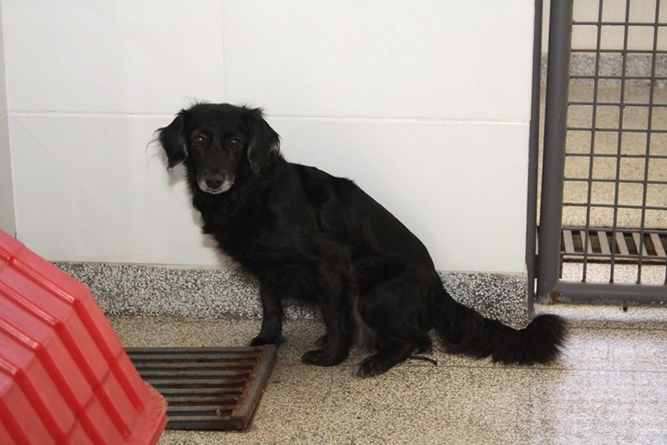 Cachorro preto peludo em canil