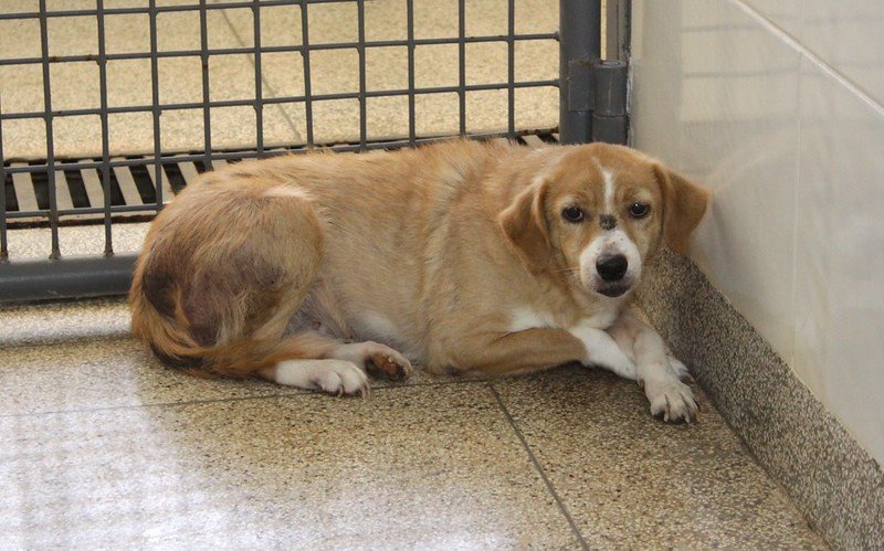 Cachorro caramelo deitado no chão em frente a grade