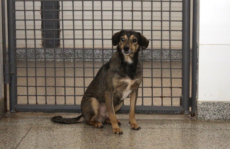 Cachorro preto em frente a grade
