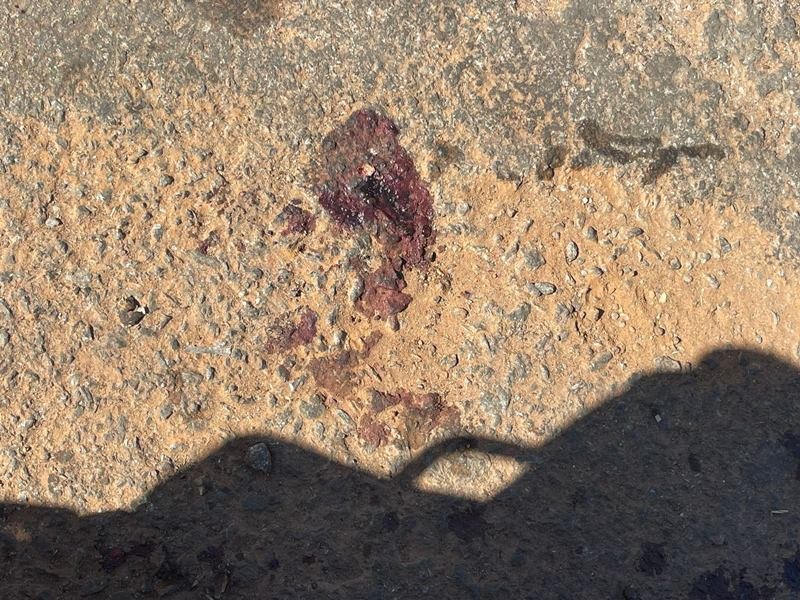 Cachorro é mutilado em Goiás