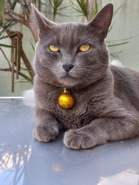 gato com pingente dourado na coleira