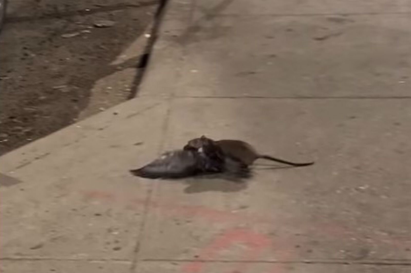 Nova York rato gigante é visto em loja 