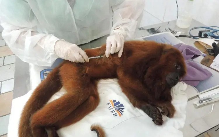 Em Santa Catarina, macacos recebem vacina desenvolvida para humanos