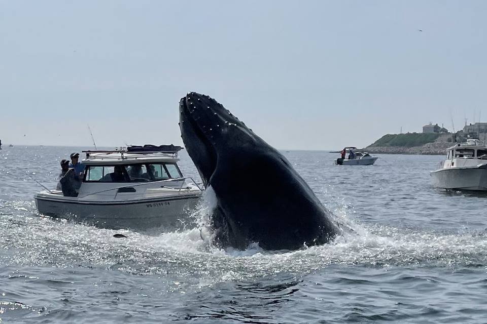 Baleia salta e cai em barco na costa de Massachusetts