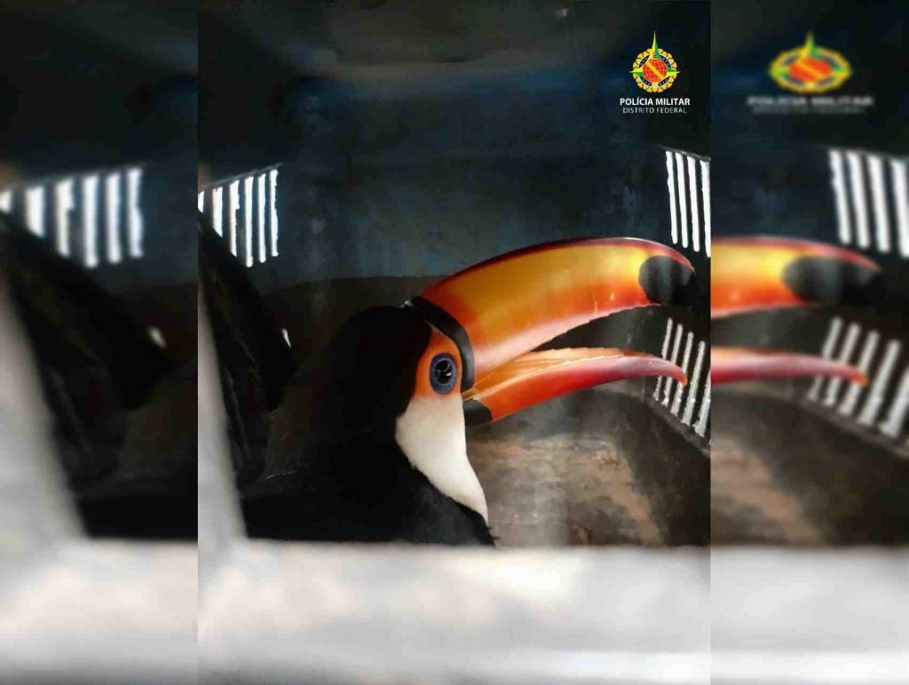 Tucano em gaiola